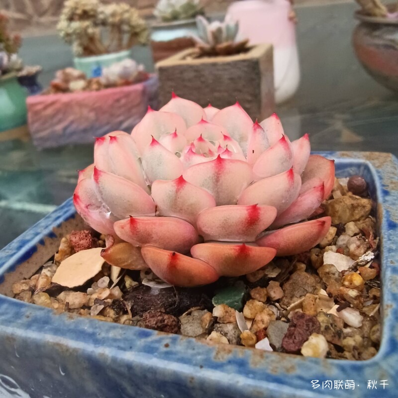 多肉有盼头，越长越美丽
