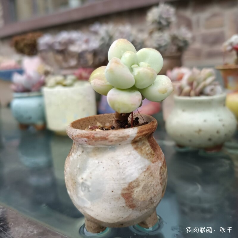 多肉有盼头，越长越美丽