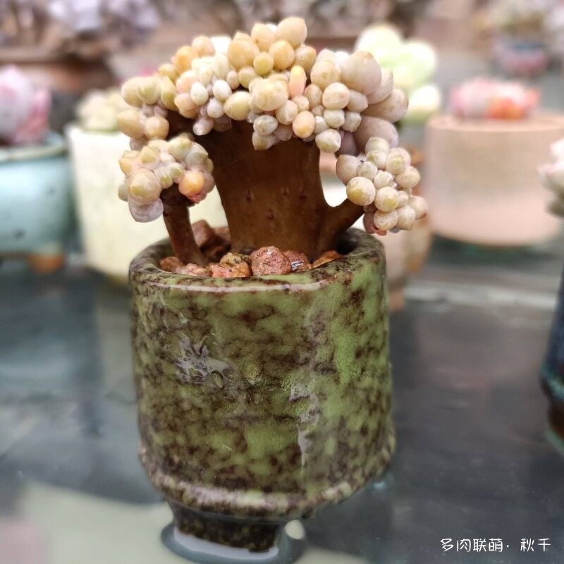 多肉有盼头，越长越美丽