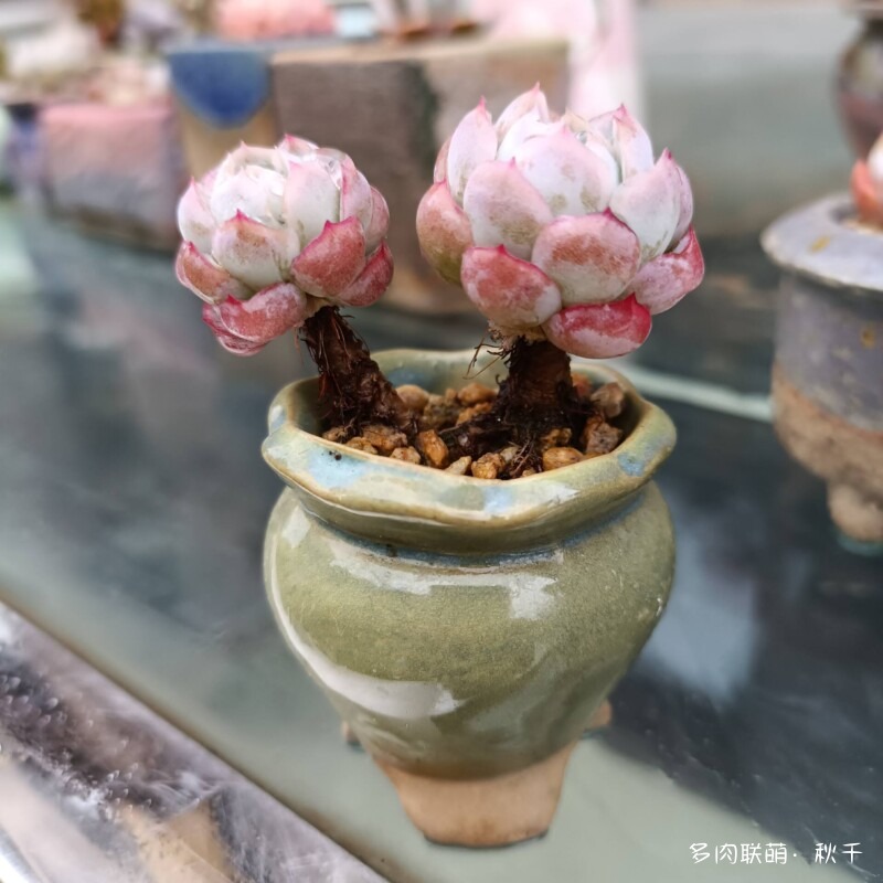 多肉有盼头，越长越美丽