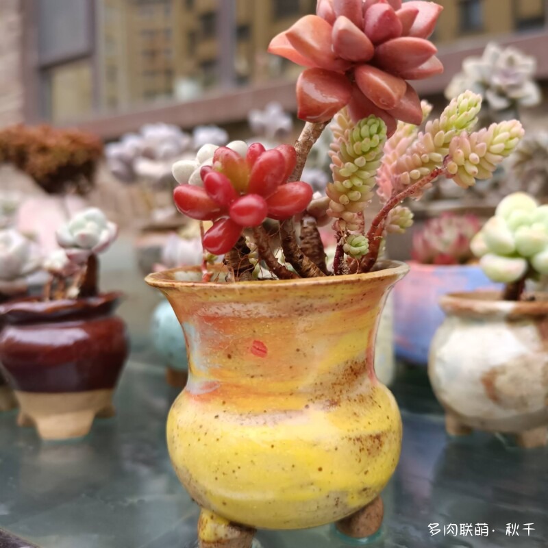 多肉有盼头，越长越美丽