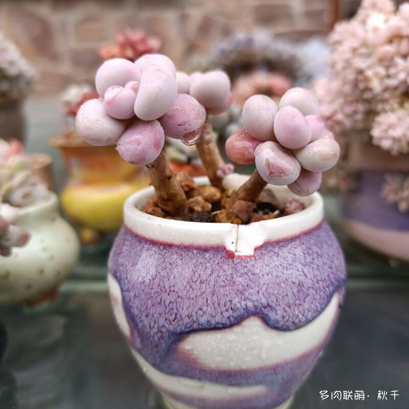 多肉有盼头，越长越美丽