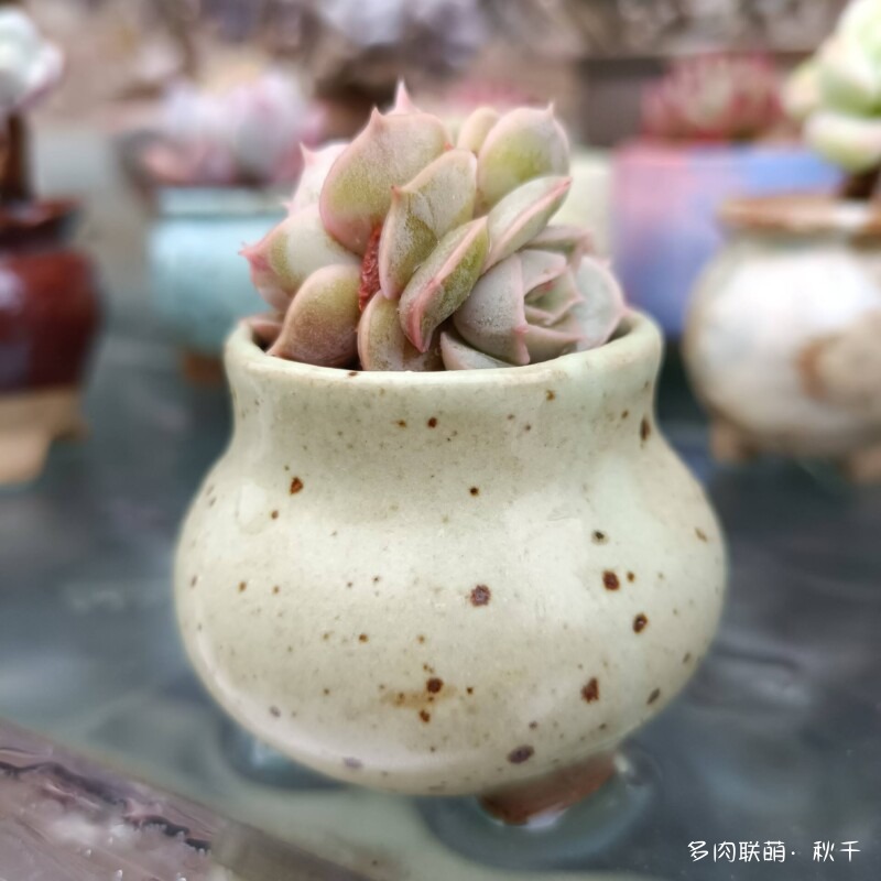 多肉有盼头，越长越美丽