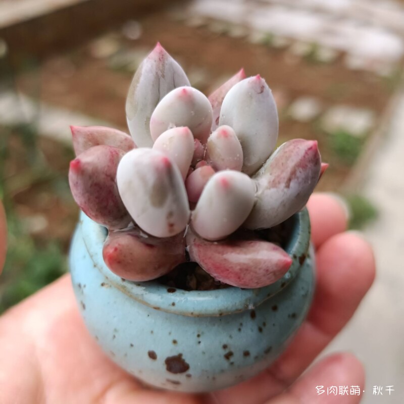多肉有盼头，越长越美丽