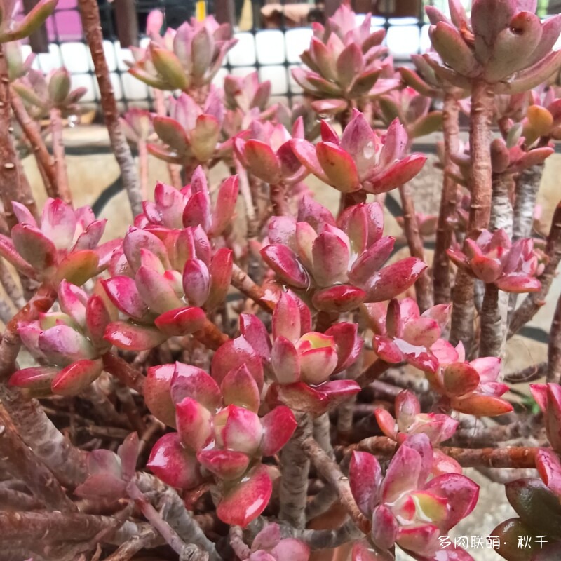 多肉有盼头，越长越美丽