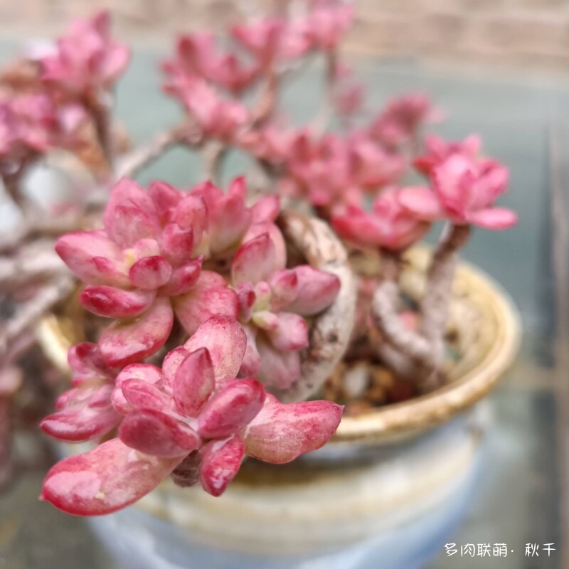 多肉有盼头，越长越美丽