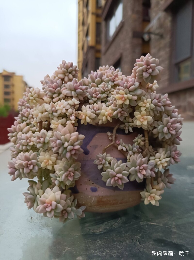 多肉有盼头，越长越美丽