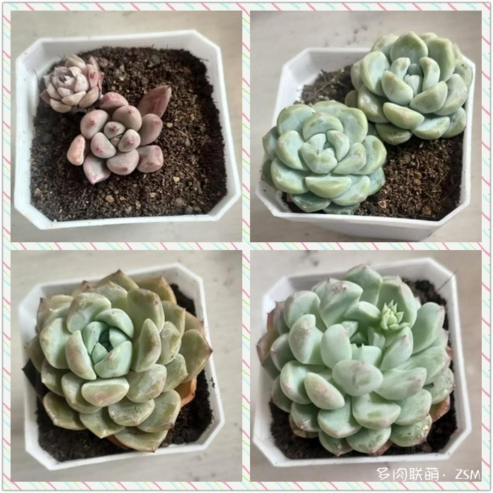 今年刚买的多肉