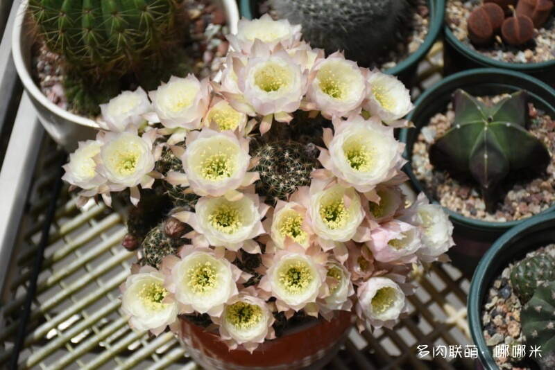 仙人球花花很漂亮