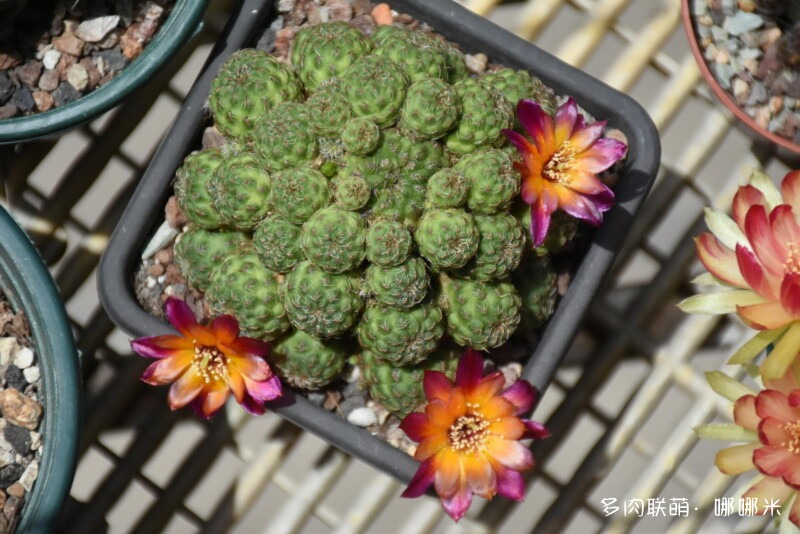 仙人球花花很漂亮