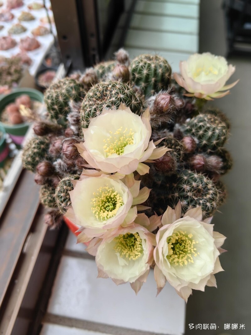 仙人球花花很漂亮