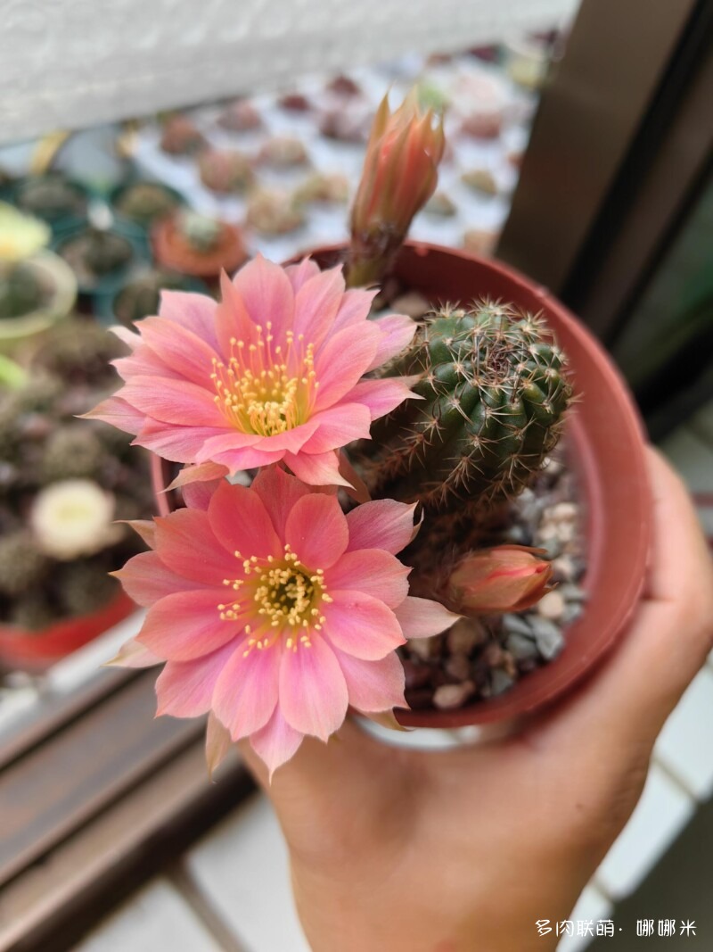 仙人球花花很漂亮