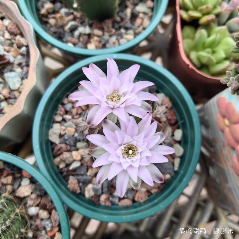 仙人球花花很漂亮