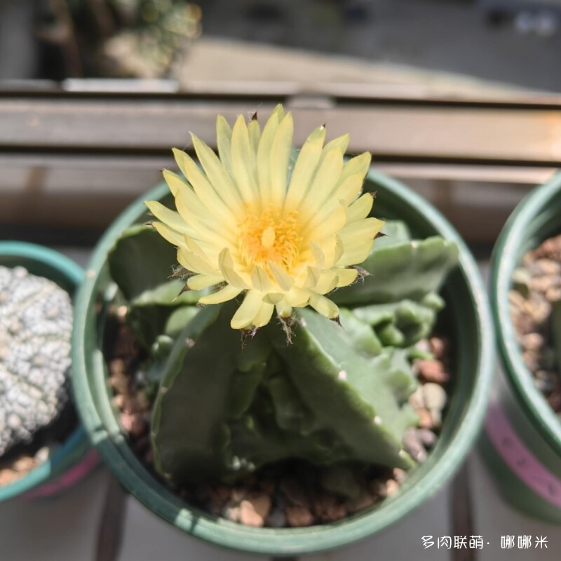 仙人球花花很漂亮