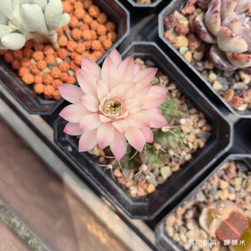 仙人球花花很漂亮