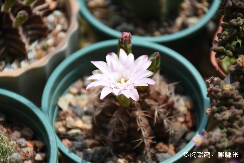 仙人球花花很漂亮