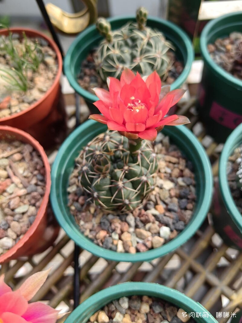 仙人球花花很漂亮