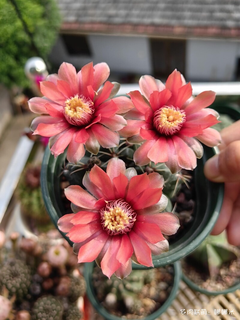 仙人球花花很漂亮