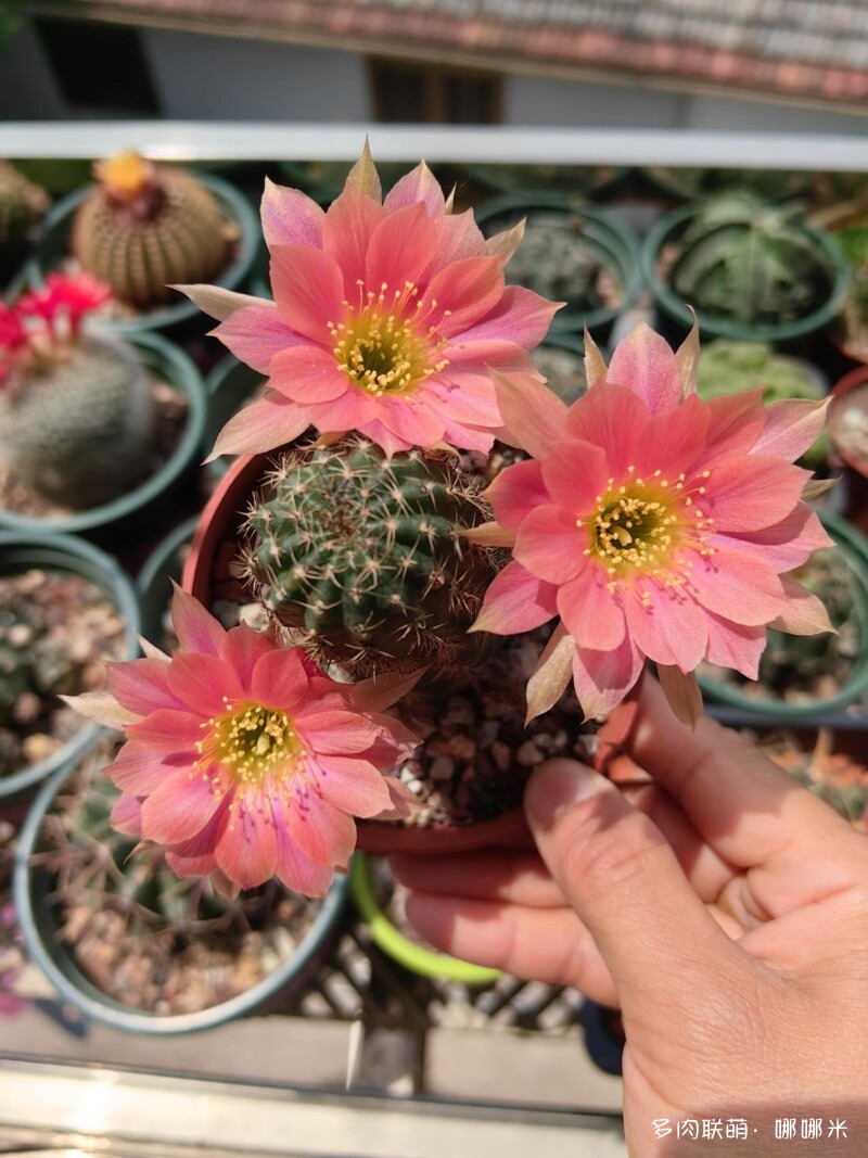 仙人球花花很漂亮