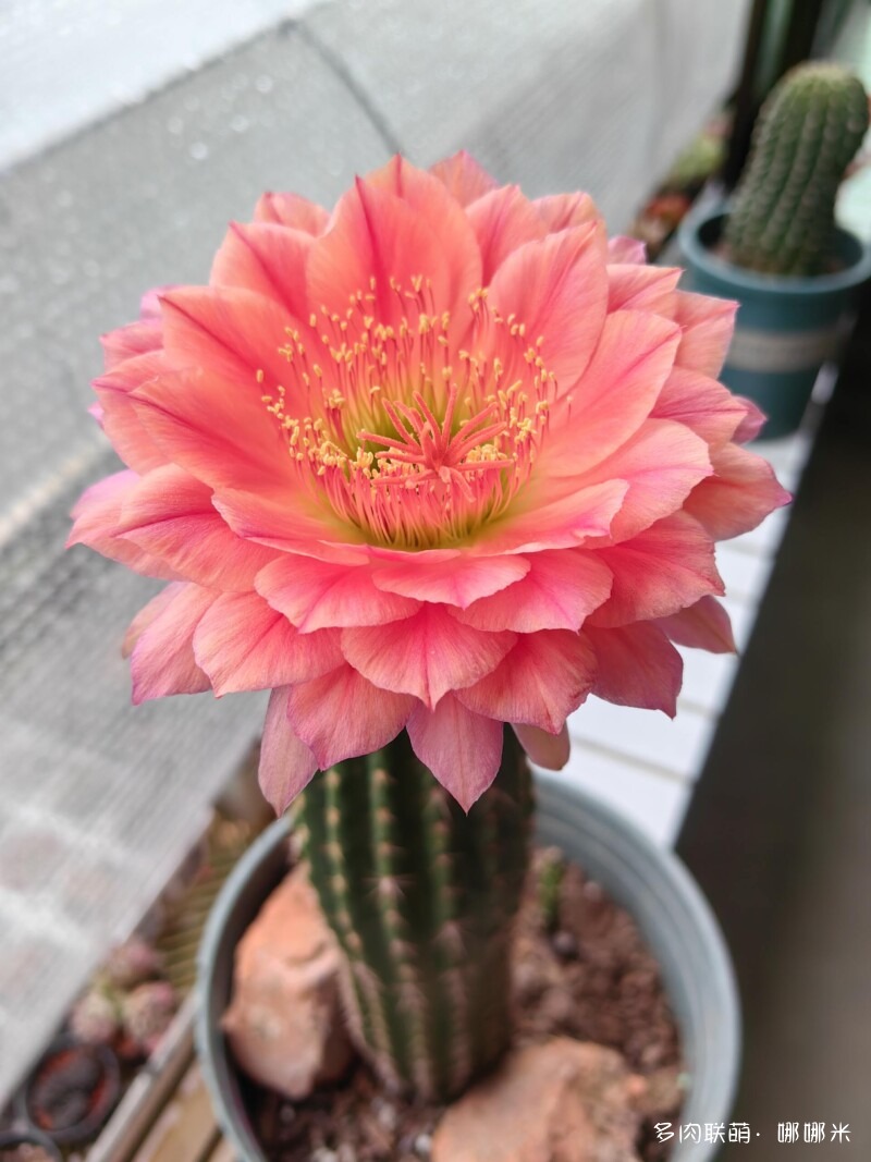 仙人球花花很漂亮