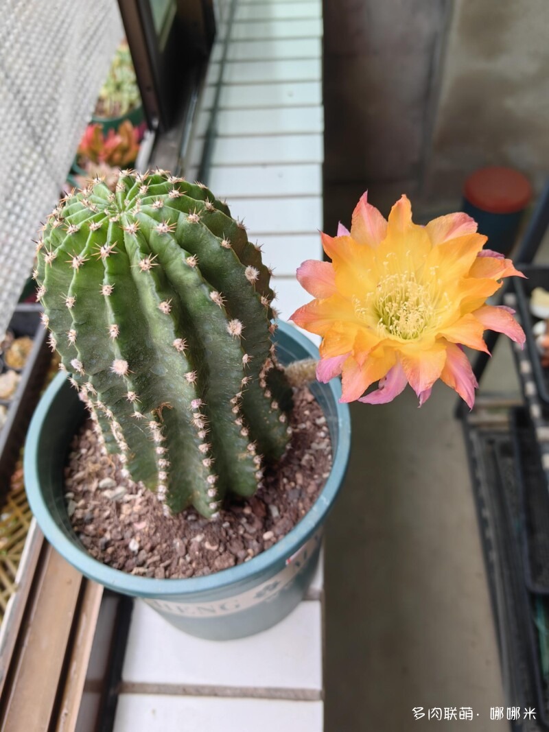 仙人球花花很漂亮
