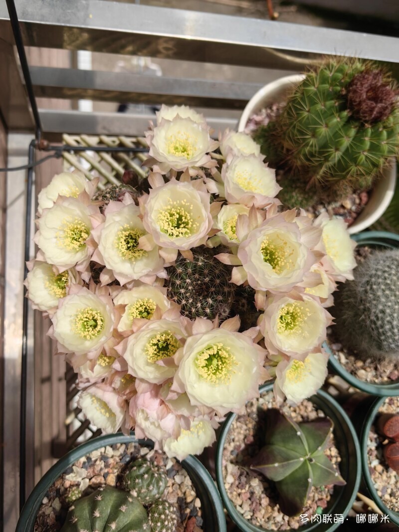 仙人球花花很漂亮
