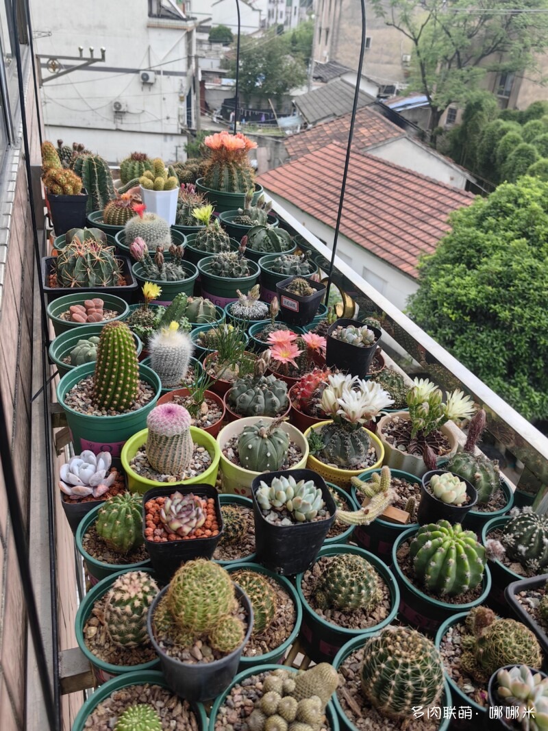 人间四月天，球花添彩