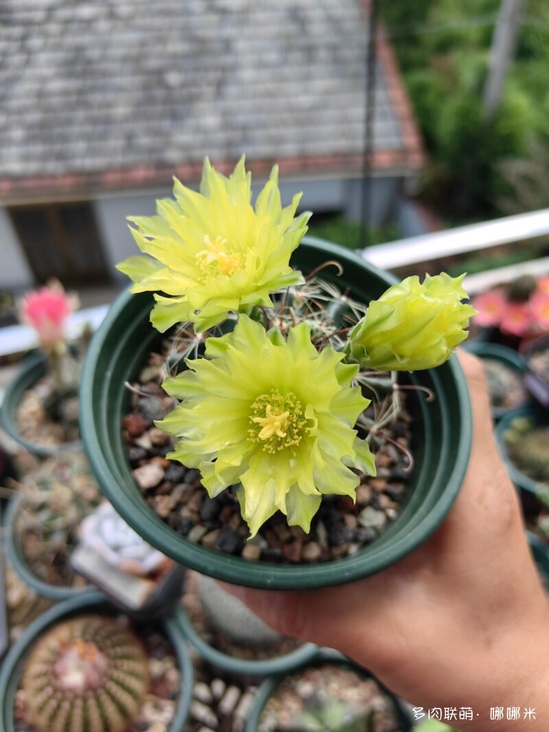 人间四月天，球花添彩