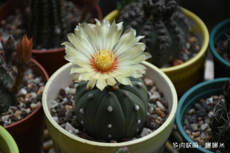 仙人球花花很漂亮