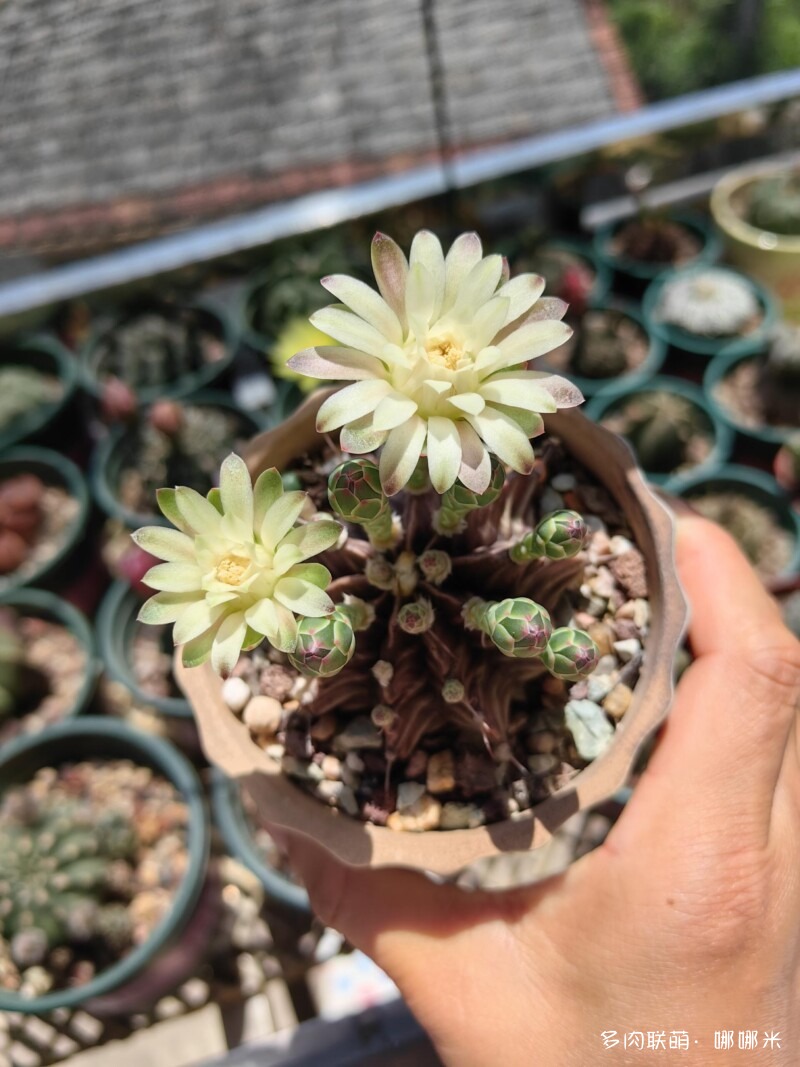 人间四月天，球花添彩