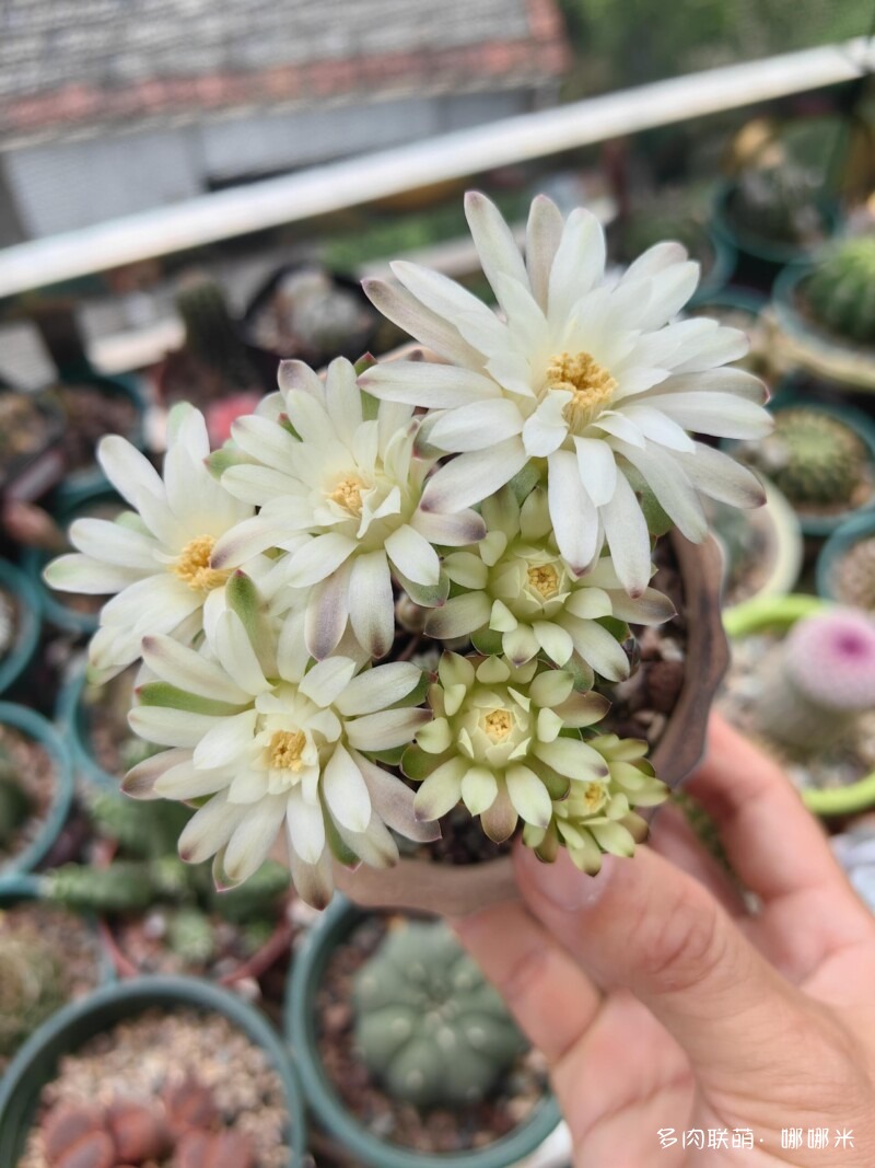 人间四月天，球花添彩