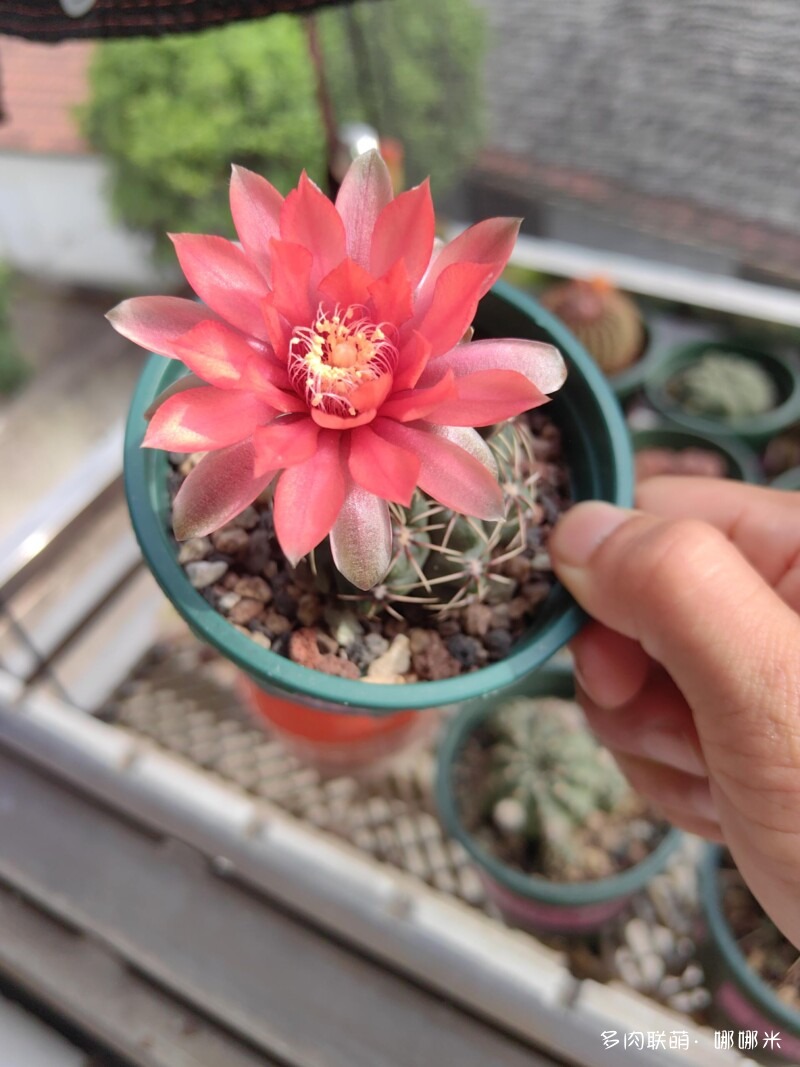 人间四月天，球花添彩