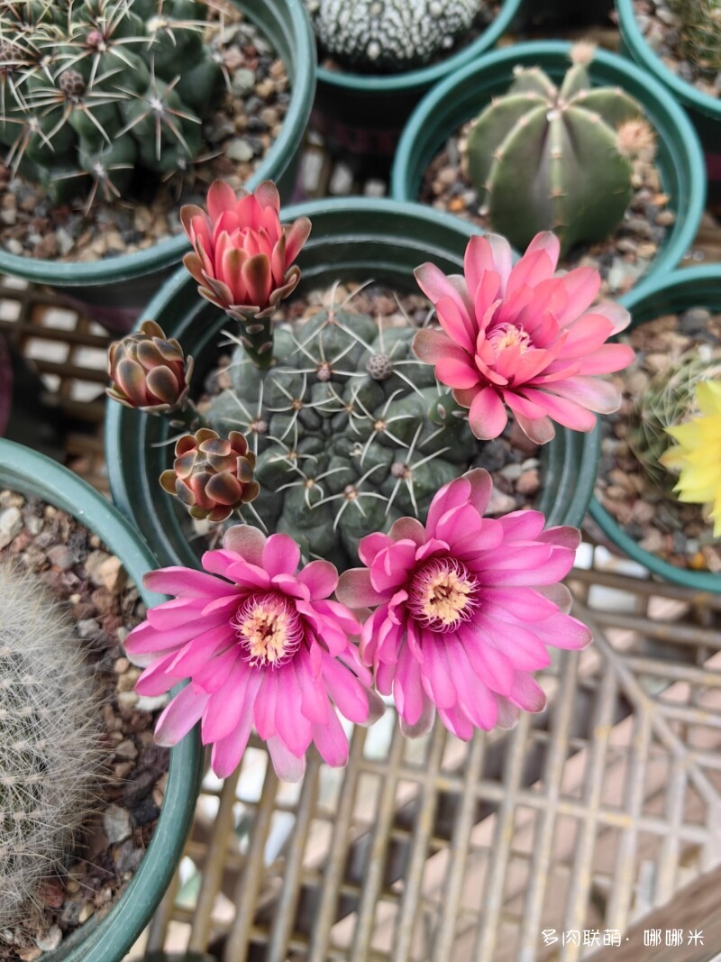 人间四月天，球花添彩