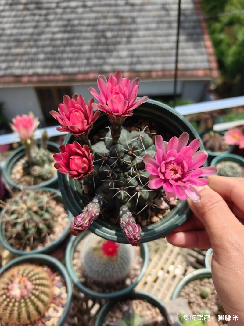 人间四月天，球花添彩
