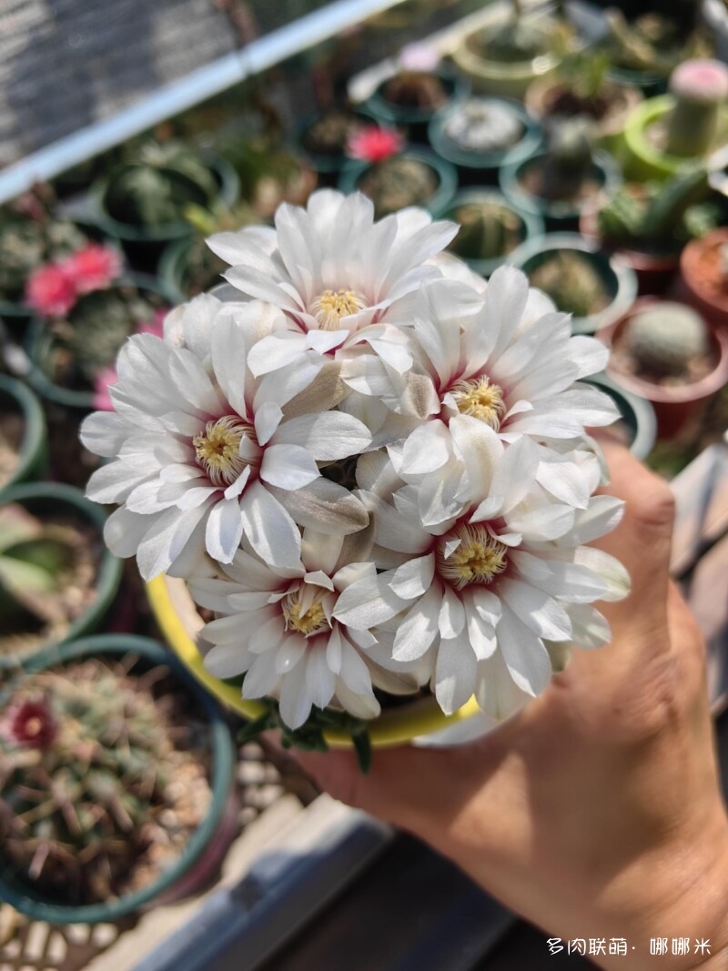 人间四月天，球花添彩