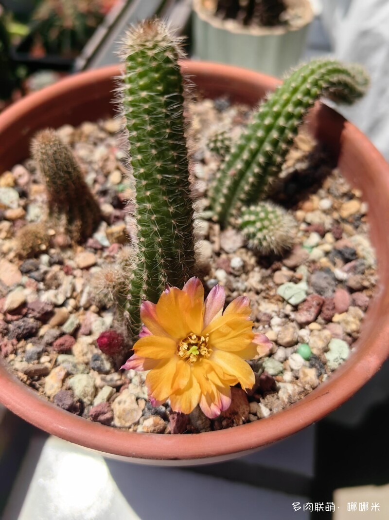 人间四月天，球花添彩