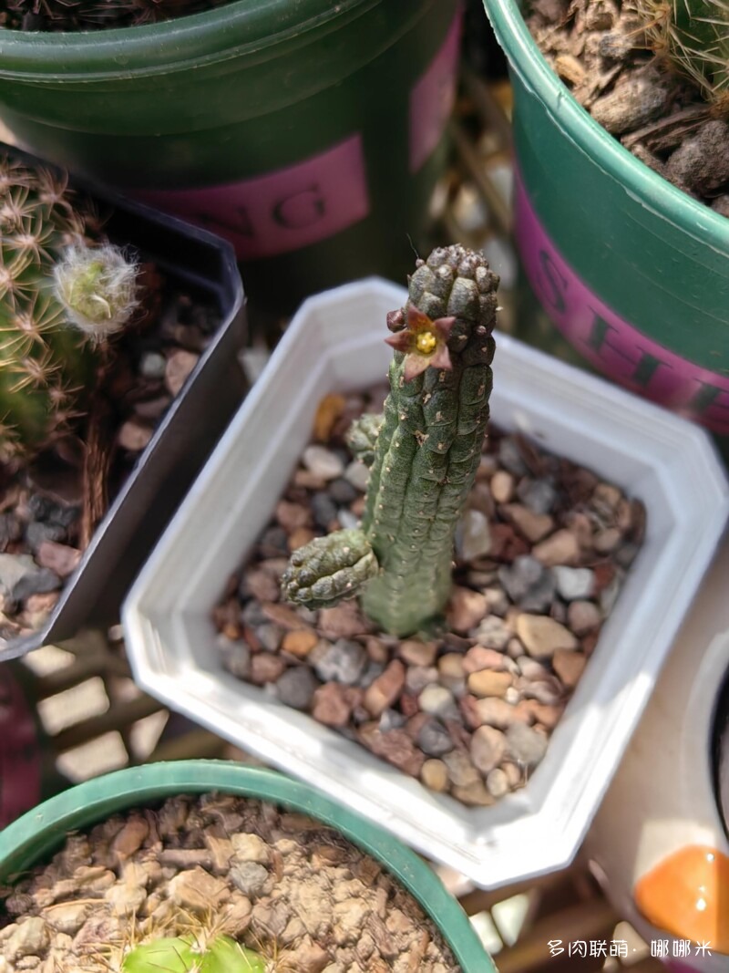 人间四月天，球花添彩