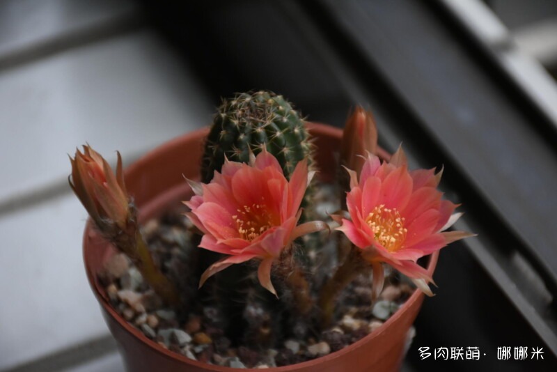 仙人球花花很漂亮