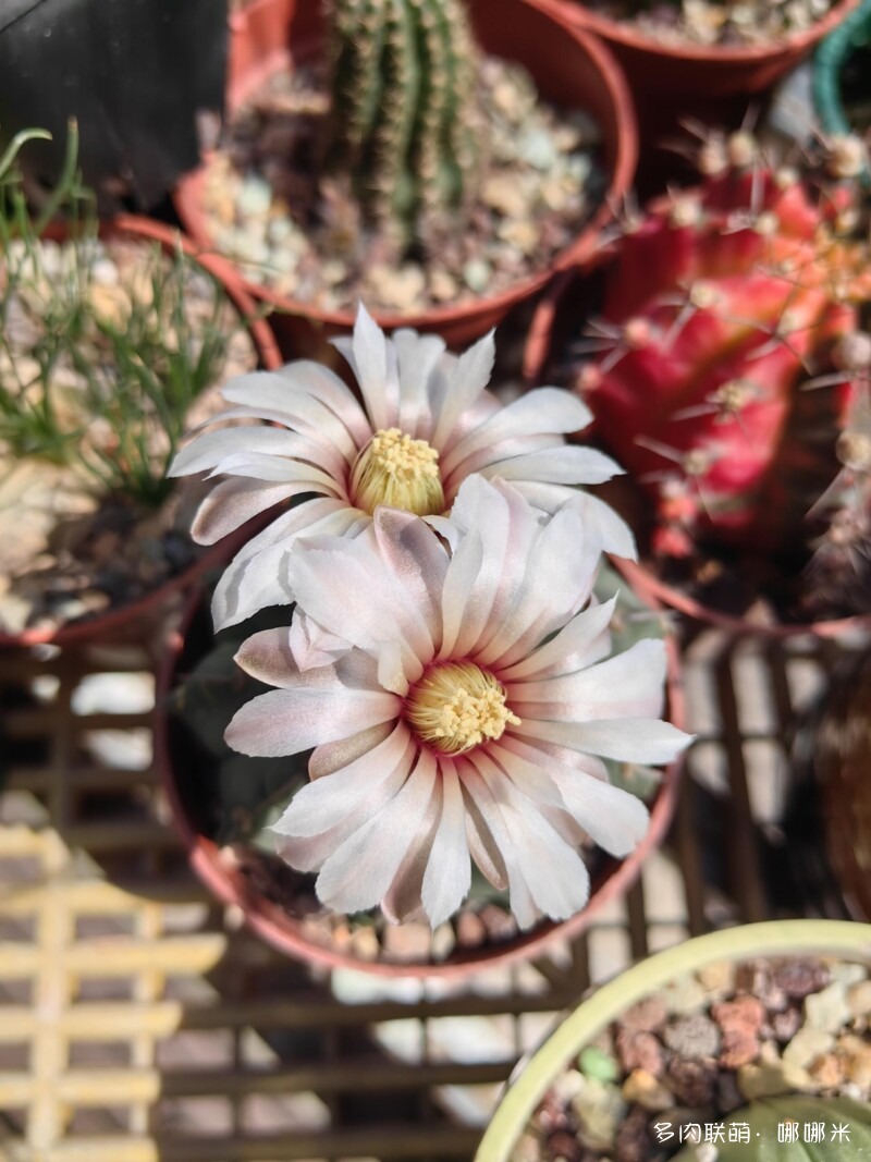 人间四月天，球花添彩
