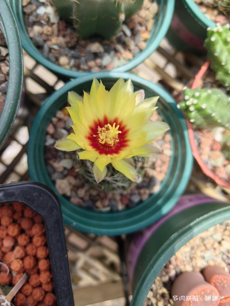 人间四月天，球花添彩