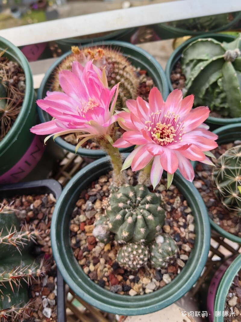 人间四月天，球花添彩