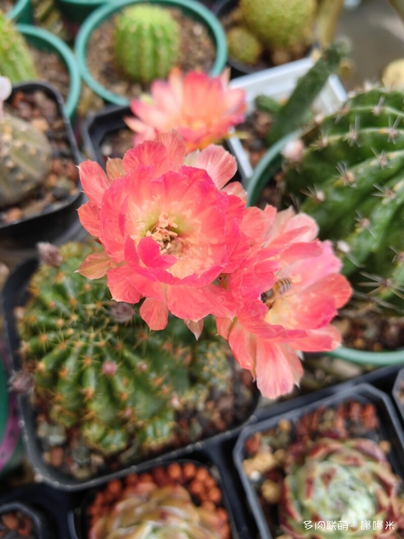 人间四月天，球花添彩