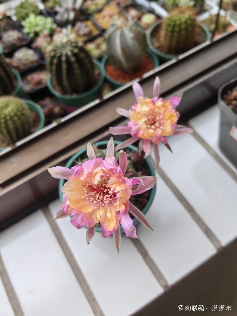 人间四月天，球花添彩