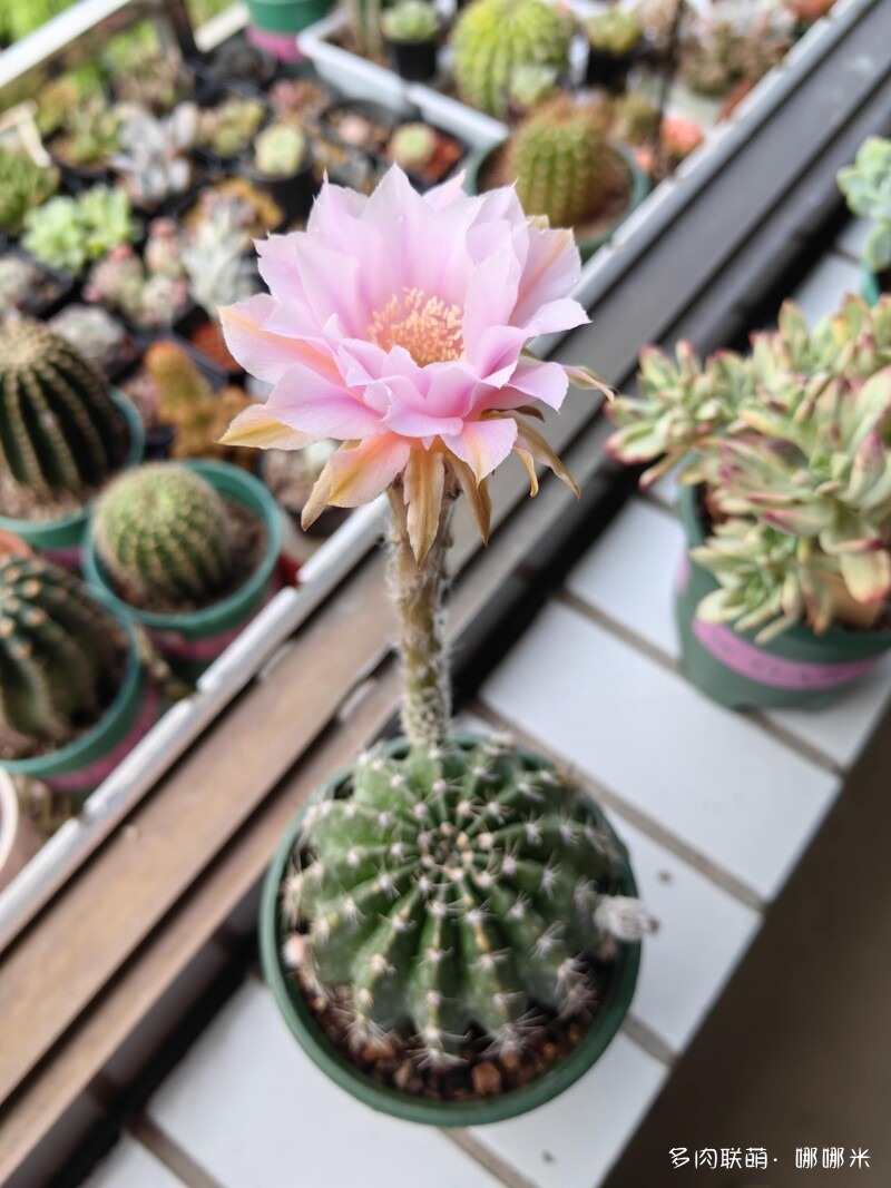 人间四月天，球花添彩