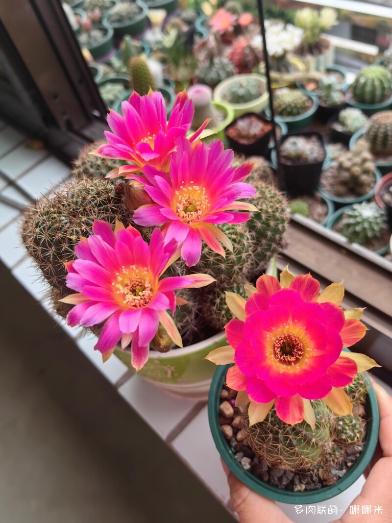 人间四月天，球花添彩