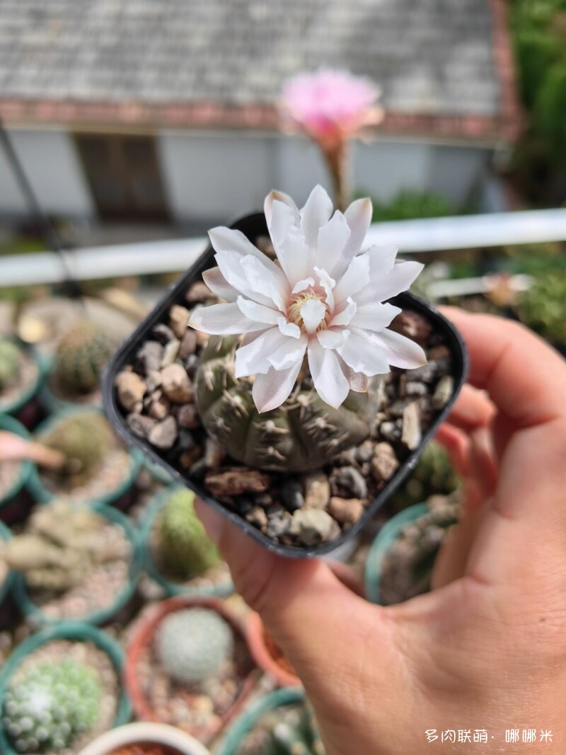 人间四月天，球花添彩