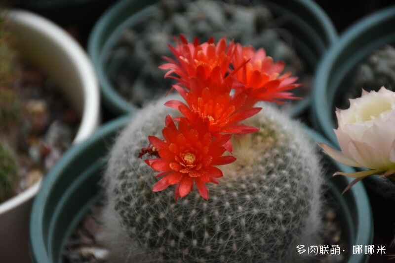 仙人球花花很漂亮