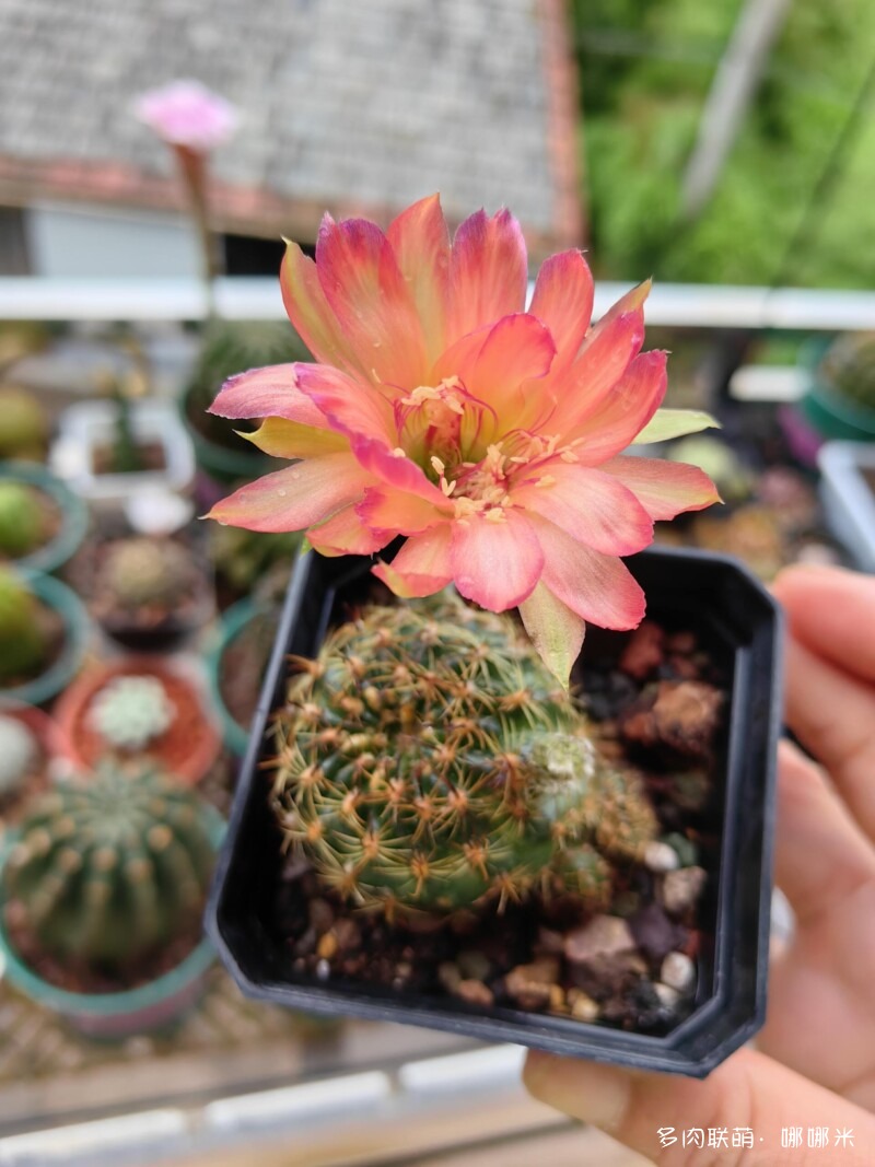 人间四月天，球花添彩