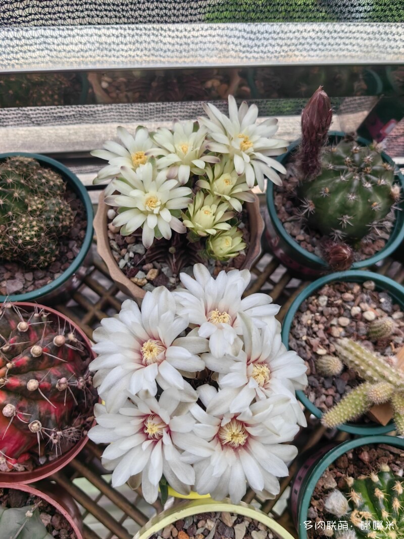 人间四月天，球花添彩