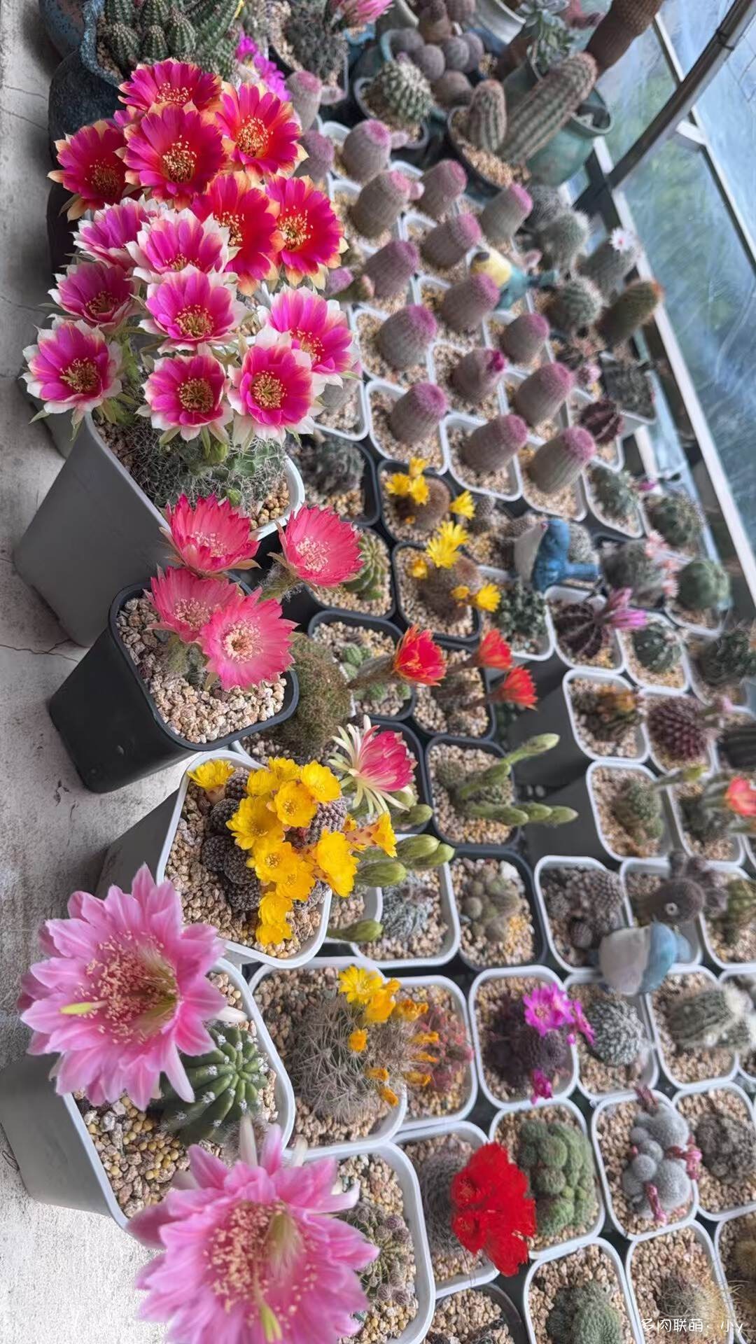 仙人球花开的季节